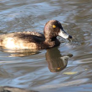 Tufted Duck