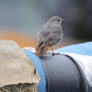 Black Redstart