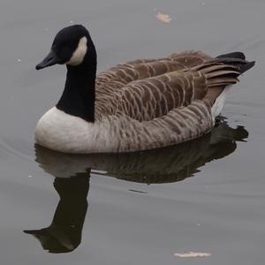 Barnacle Goose