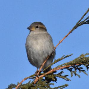 House Sparrow