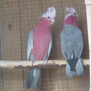 Galah