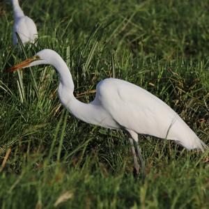 Intermediate Egret