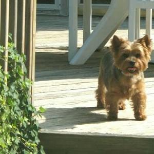 Yorkshire Terrier