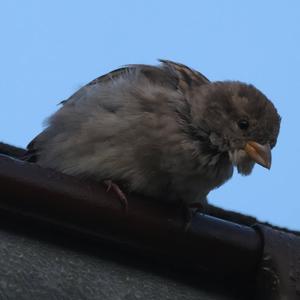 House Sparrow