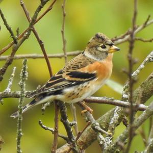 Brambling