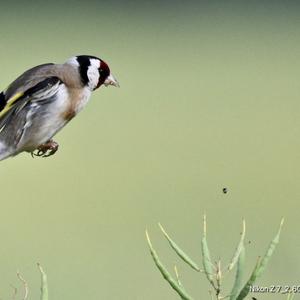 European Goldfinch