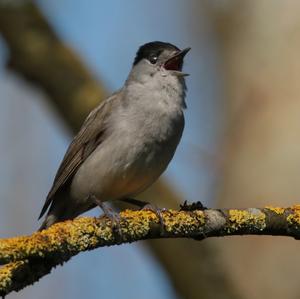 Blackcap