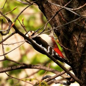 Great Spotted Woodpecker