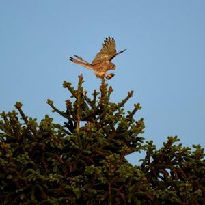 Common Kestrel