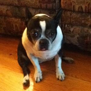 Boston Terrier