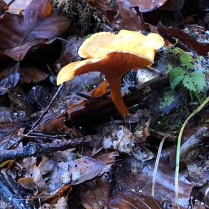 False Chanterelle