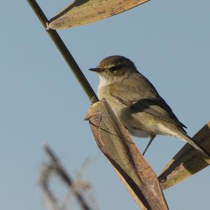 Common Chiffchaff