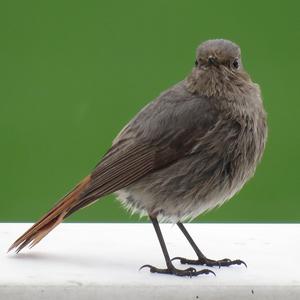 Black Redstart