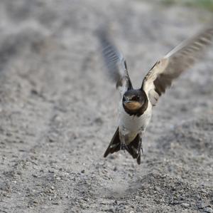 Barn Swallow