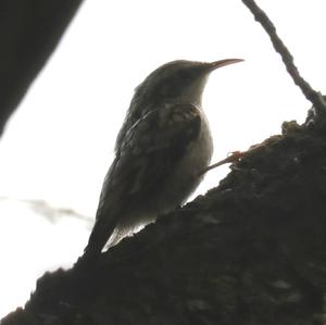 Eurasian Treecreeper