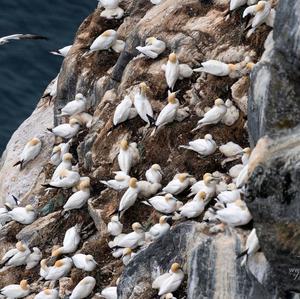 Northern Gannet