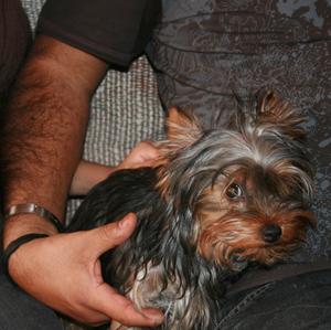 Yorkshire Terrier