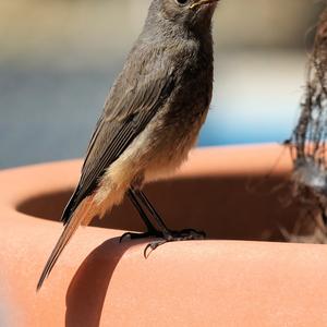 Black Redstart