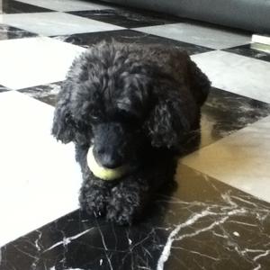 Poodle (Miniature)