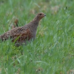 Grey Partridge