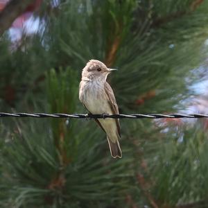 Spotted Flycatcher