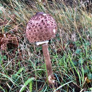 Parasol Mushroom