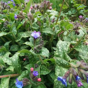 Lungwort