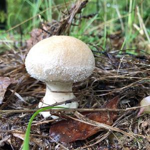 Gem-studded Puffball