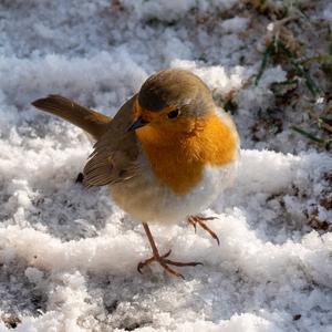 European Robin