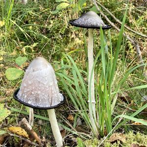 Shaggy Mane