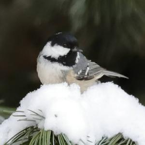 Coal Tit