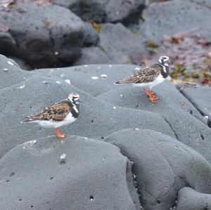 Ruddy Turnstone