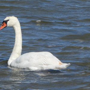 Höckerschwan