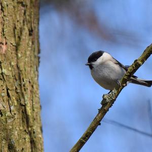 Willow Tit