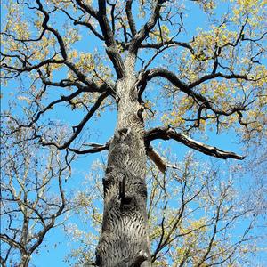 Pedunculate Oak