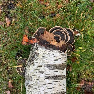 Turkey-tail