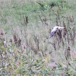 Common Buzzard