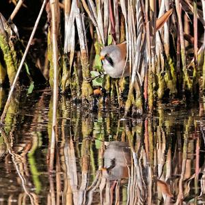 Bearded Parrotbill