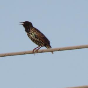 Common Starling