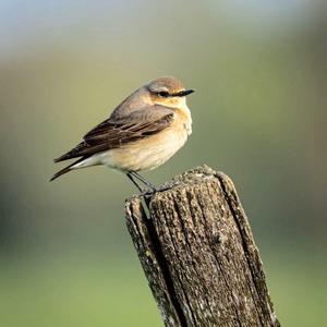 Northern Wheatear