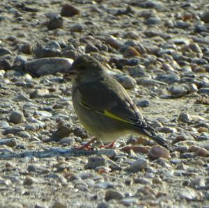 European Greenfinch