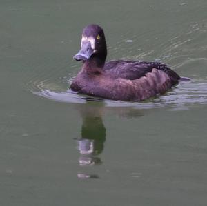 Tufted Duck