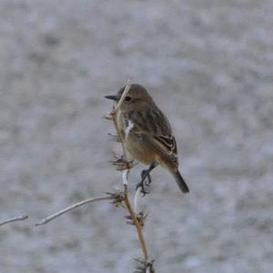 European stonechat