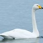 Whooper Swan