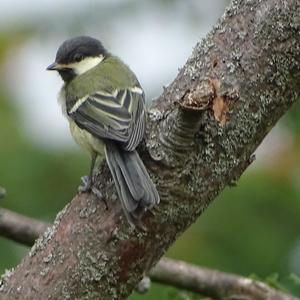 Great Tit