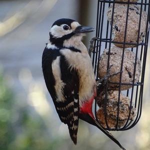 Great Spotted Woodpecker