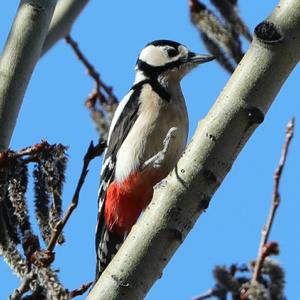 Great Spotted Woodpecker