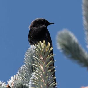 Black Redstart