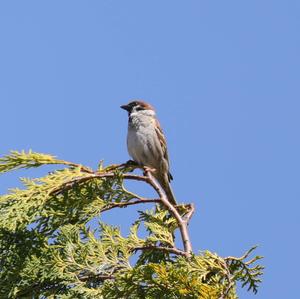 Eurasian Tree Sparrow