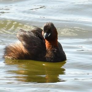 Little Grebe